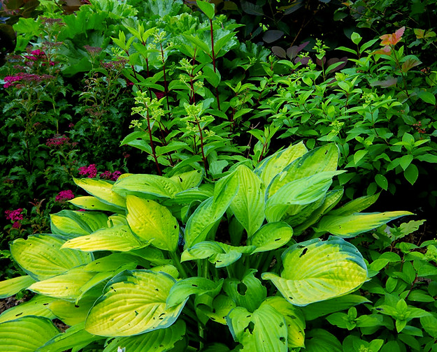 vue jardin 5.jpg
