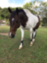 Smartie.jpeg