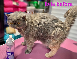 A grey Persian cat named Evie looking slightly disheveled, standing on a pink grooming table next to a bottle of pet shampoo.