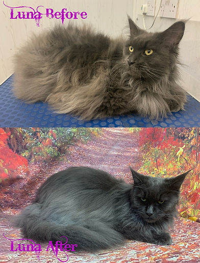 Before and after grooming photos of Luna, a fluffy cat: 'Before' shows her with tangled grey fur on a blue mat,