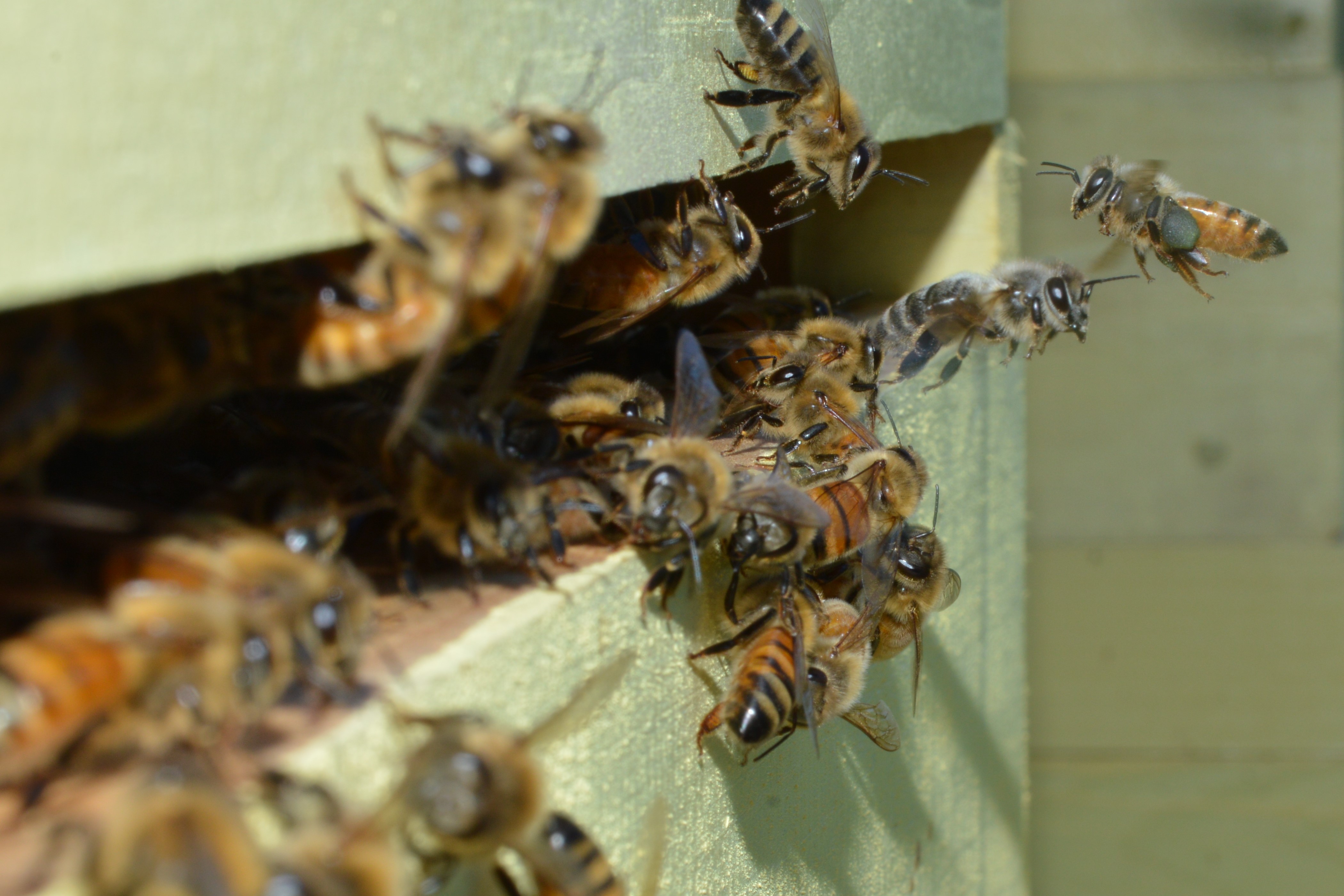 Does diet diversity affect behavior?