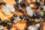 Carpenter ants make a home of an abandoned bee hive.