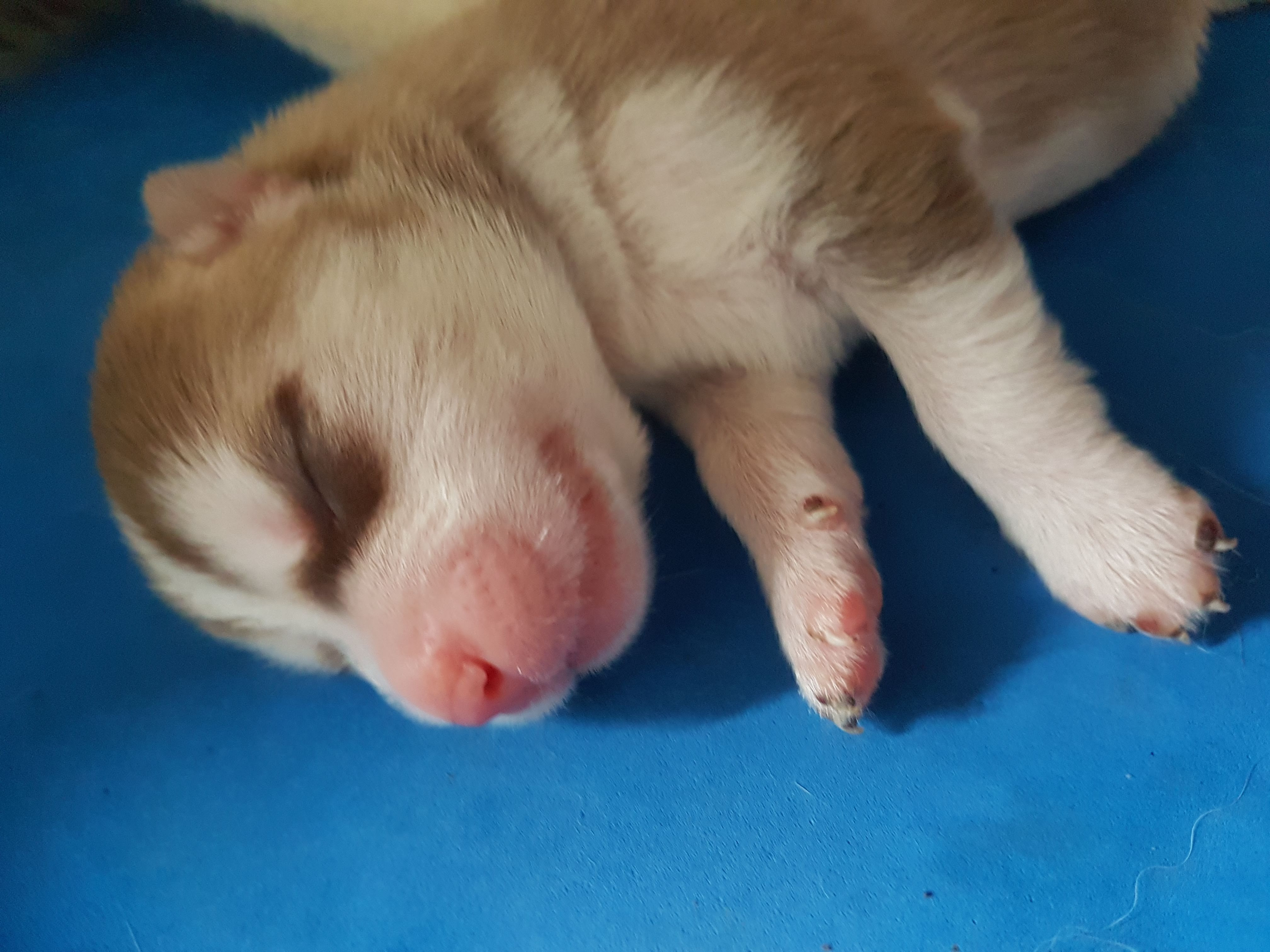 Siberian Husky puppy-pure breed