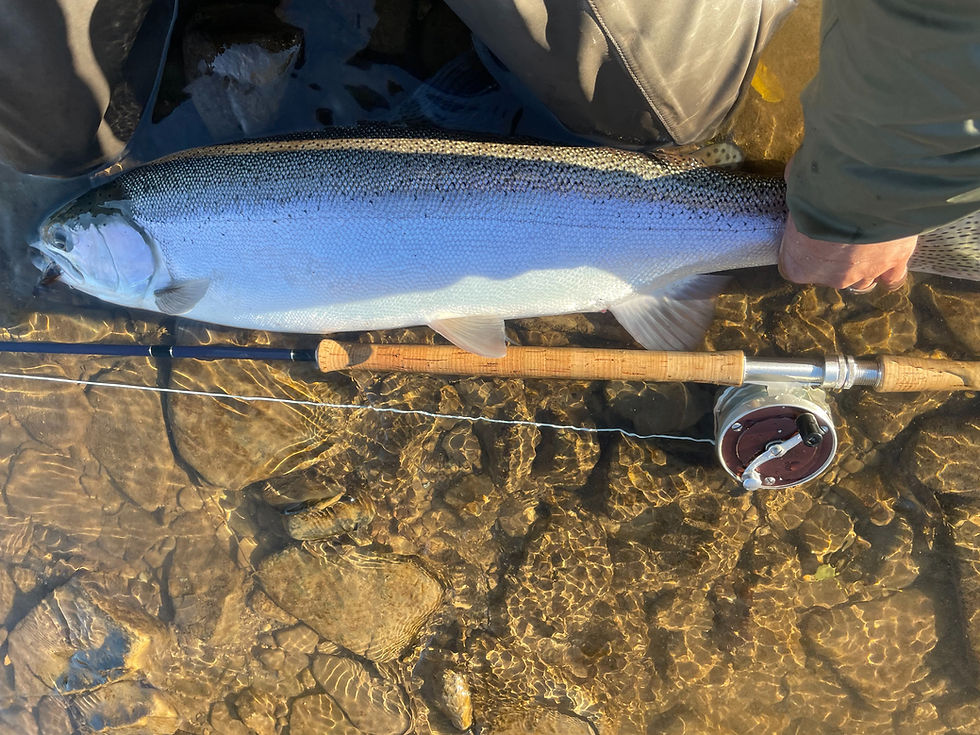 Bright chrome hen steelhead caught on Ontario’s Credit River during a guided trip.