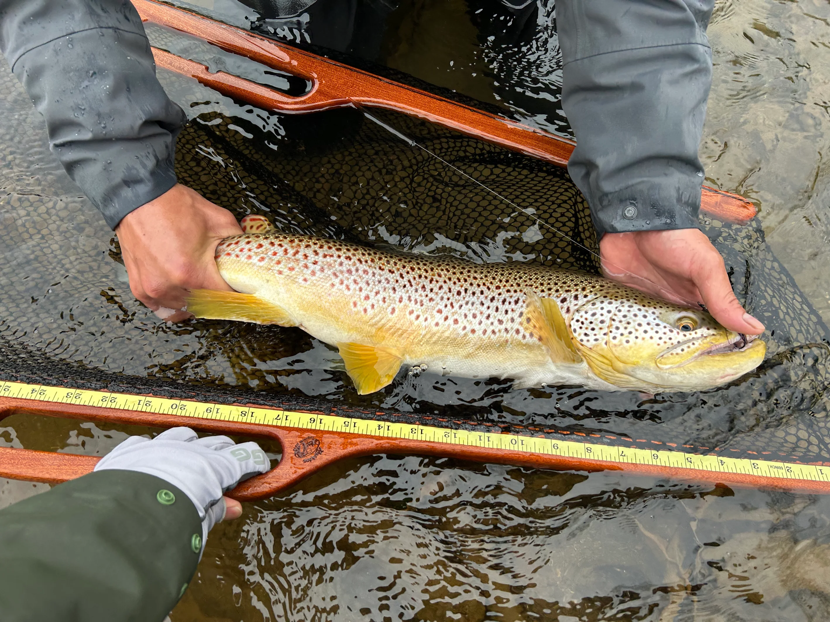 Forfaits de pêche à la truite steelhead — River Run Guiding Co. – River Run Guiding Co.