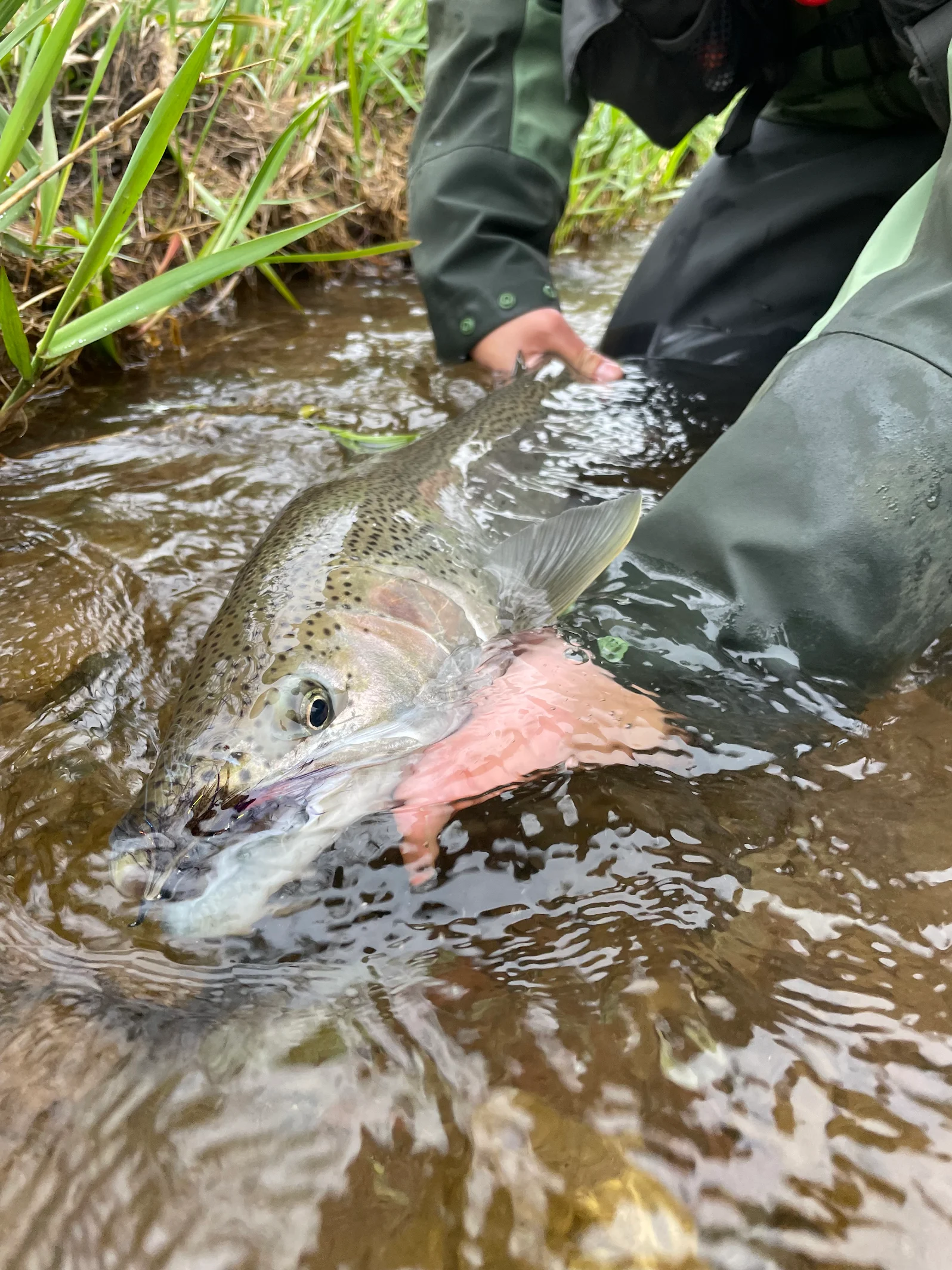Forfaits de pêche à la truite steelhead — River Run Guiding Co. – River Run Guiding Co.