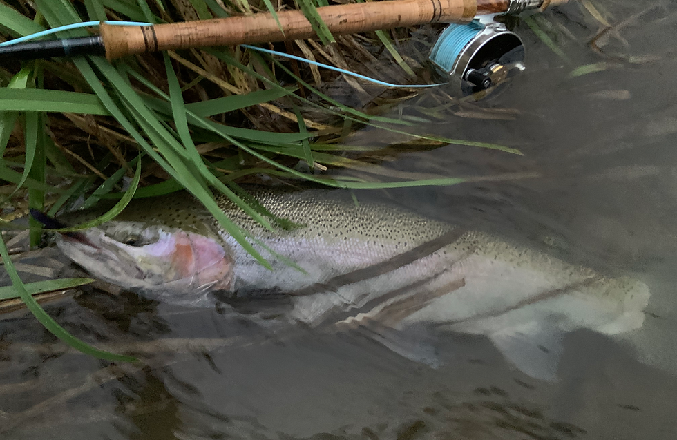 Blair Wilson - Review Image