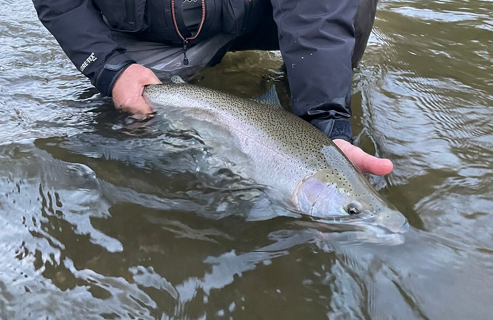 Rico credit river buck.jpg