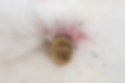 Engorged tick