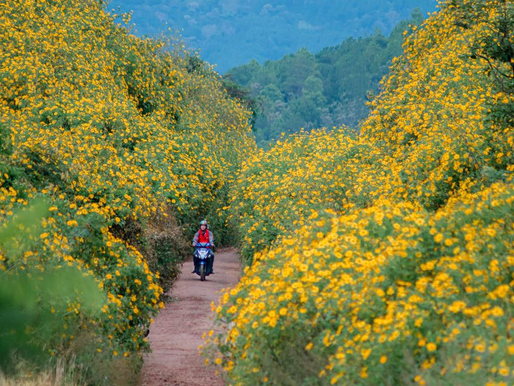 DU LỊCH ĐÀ LẠT THÁNG 11
CẦN LƯU Ý GÌ !??