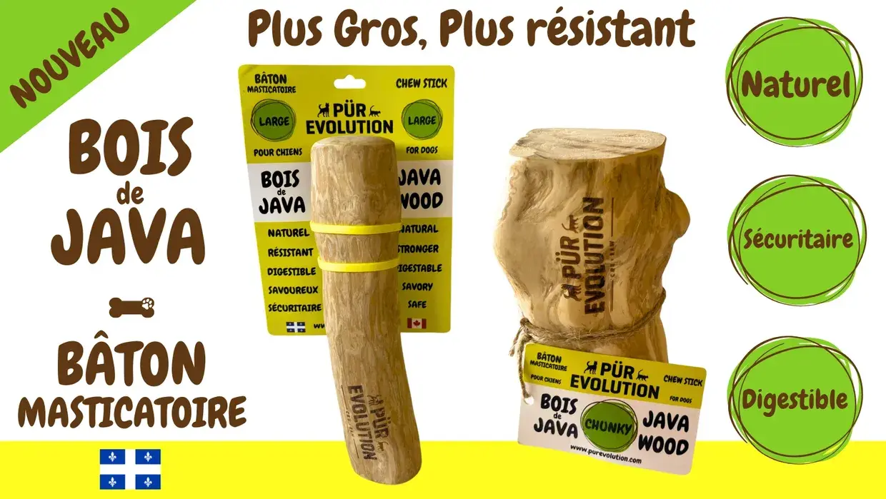 Pur évolution -Bois de java