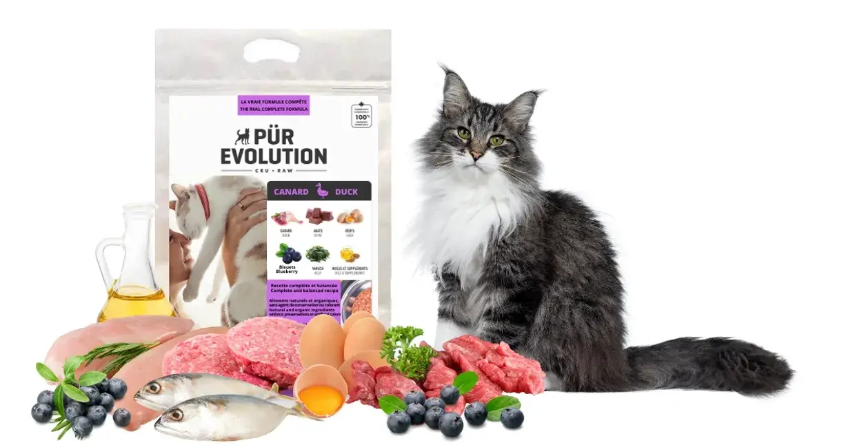 Pur évolution -Félin canard
