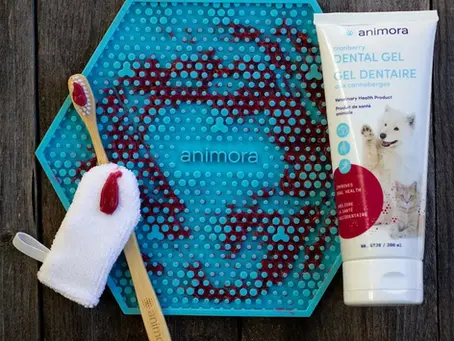 La santé dentaire : les maladies parodontales cachées chez votre animal