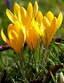 Crocus_Yellow-5.webp
