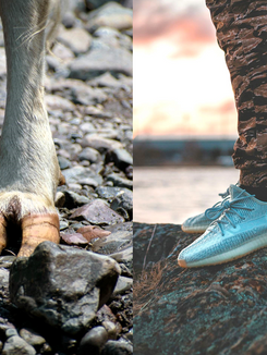 Left image: a closeup of a goat's leg and hoof on rocks.
Right image: a close up of a person standing on a rock in their shoes.