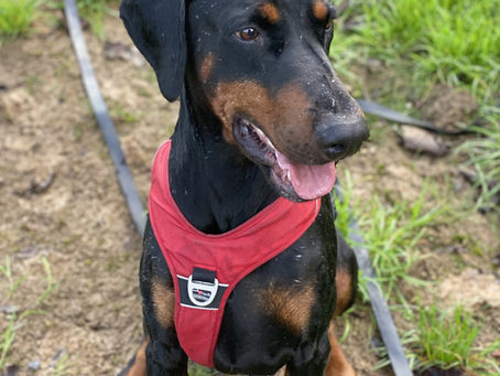 3 signes pour mieux comprendre le langage de votre chien