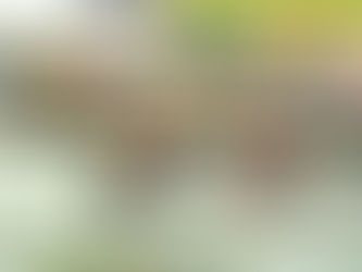 Tai Kotuku Shines at the 2026 Waka Ama Sprint Nationals