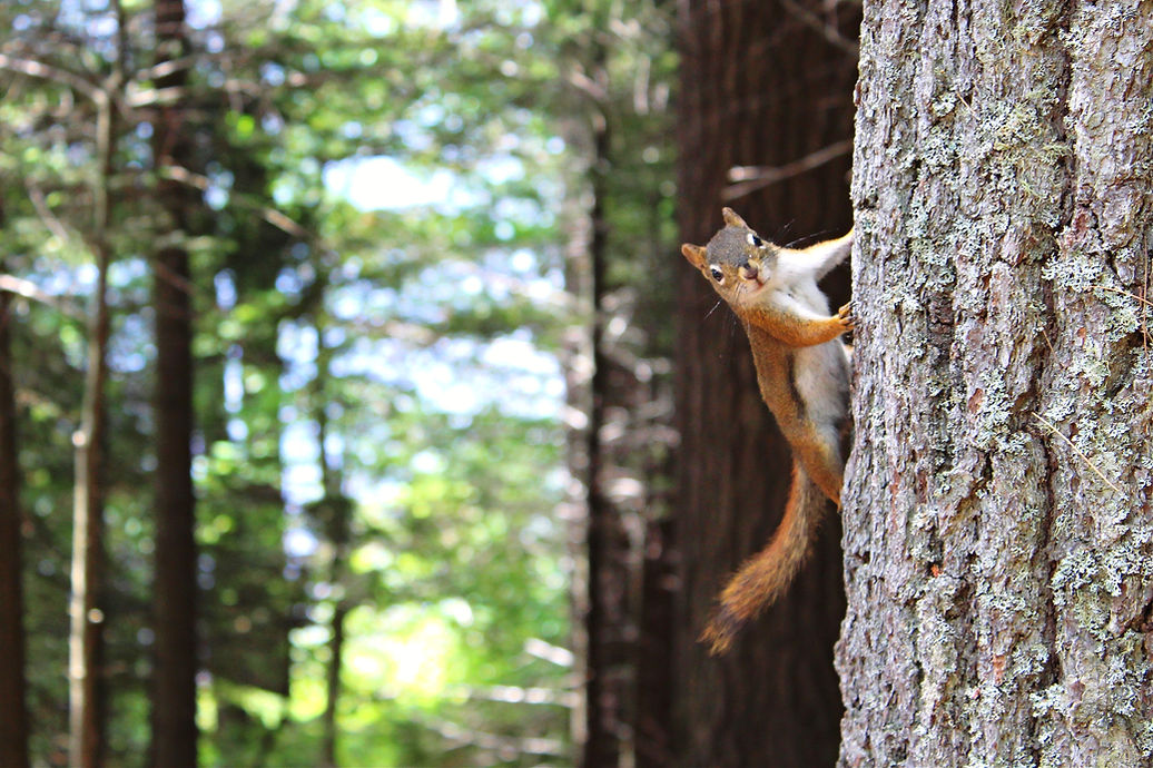pexels-maddie-franz-1571117 squirrel forest.jpeg