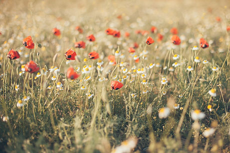 field-of-corn-poppy-flowers-papaver-rhoeas-in-spri-2026-03-17-00-06-32-utc.jpg