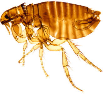 ree