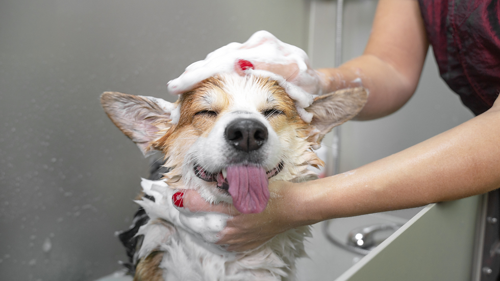 flea and tick prevention for dogs