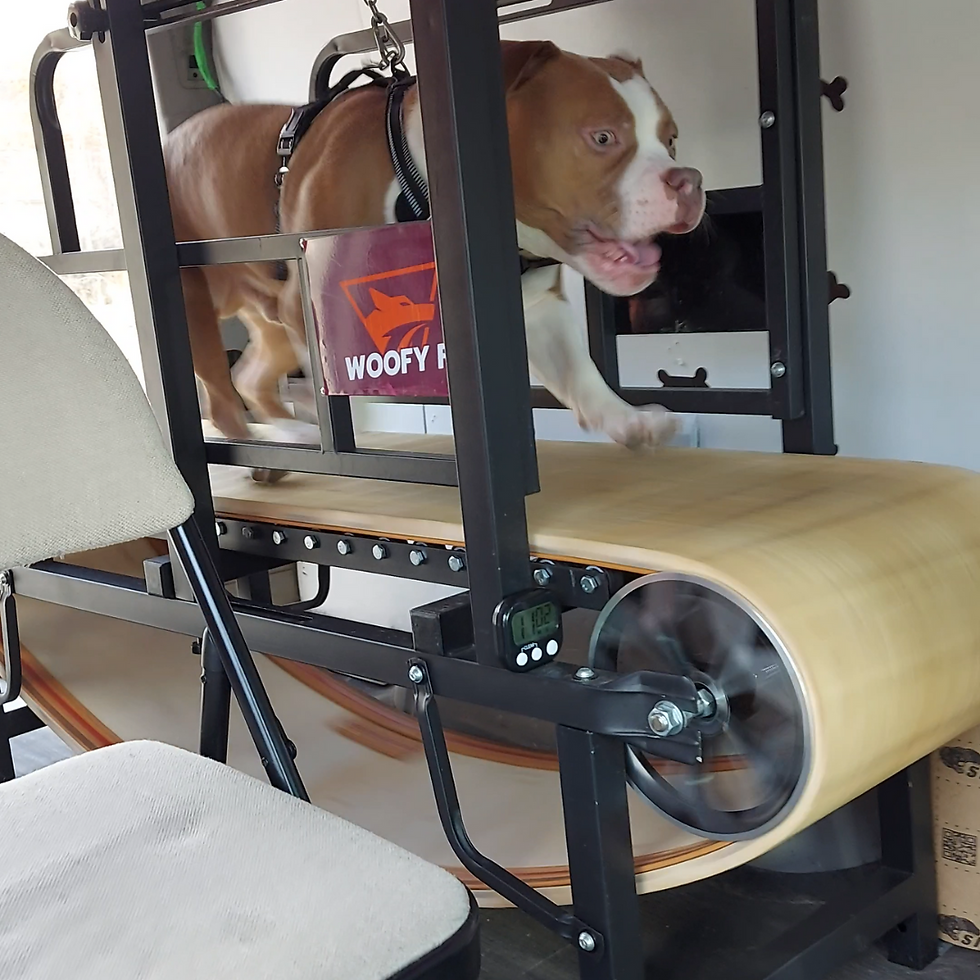 Woofy Fit Toronto's #1 Mobile Dog Gym Service BLog