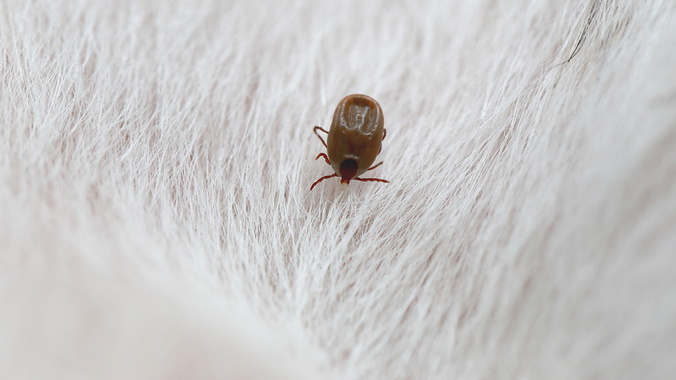 flea and tick prevention for dogs