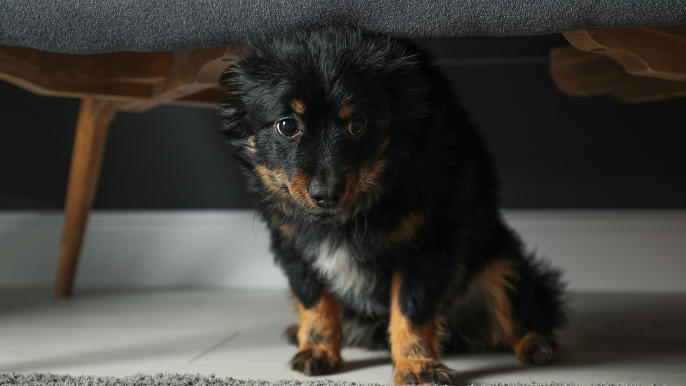 Woofy Fit - a stressed out dog photo