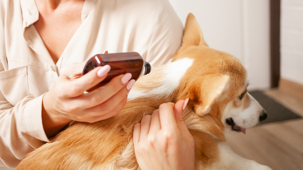 flea and tick prevention for dogs