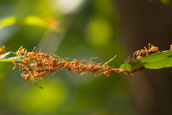 Ants making forming a bridge, Design Problem Solves, Business Solutions, Marketing Power, Strong Visual Images, product design, Industrial design, Future Value Design, newcastle NSW, Australia