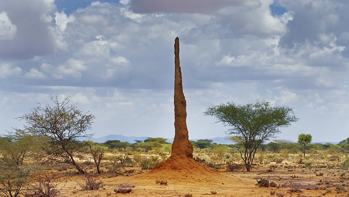 Ant, Termite Nest, Natural Structure, Something from nothing, Design Attracts, gets Noticed, Marketing Power, Strong Visual Images, product design, Industrial design, Future Value Design, newcastle NSW, Australia