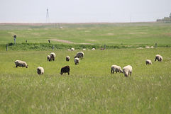 IMG_4783.jpeg