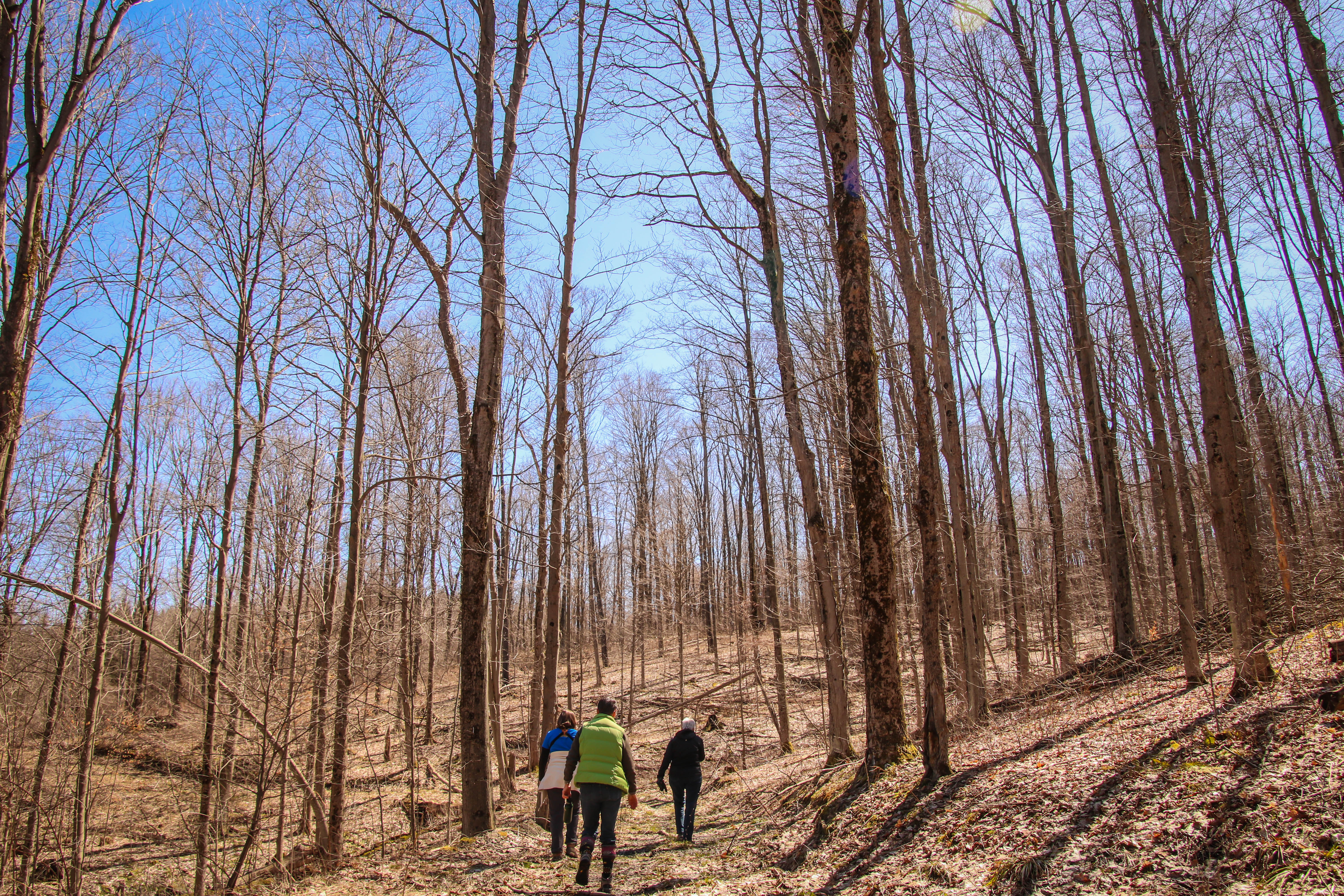 Spafford Forrest
