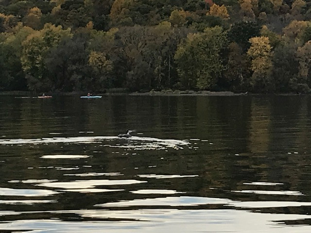 Canadice Loon