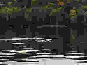 Canadice Loon