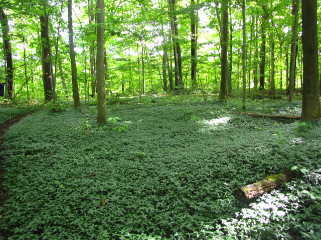 Myrtle in the woods