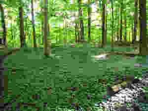 Myrtle in the woods