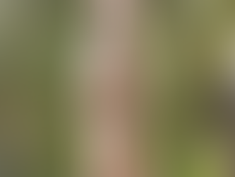 Meerkat is king of community