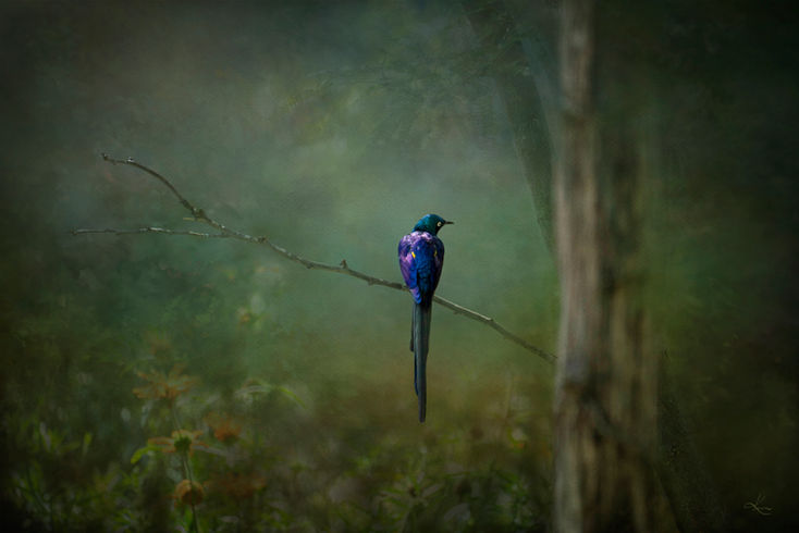 cobalt bird sitting in mystical forrest setting