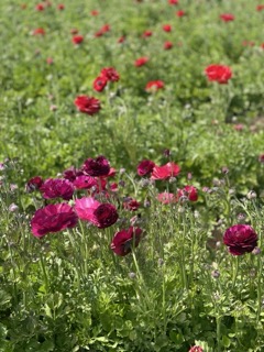 The Flower Fields of Carlsbad