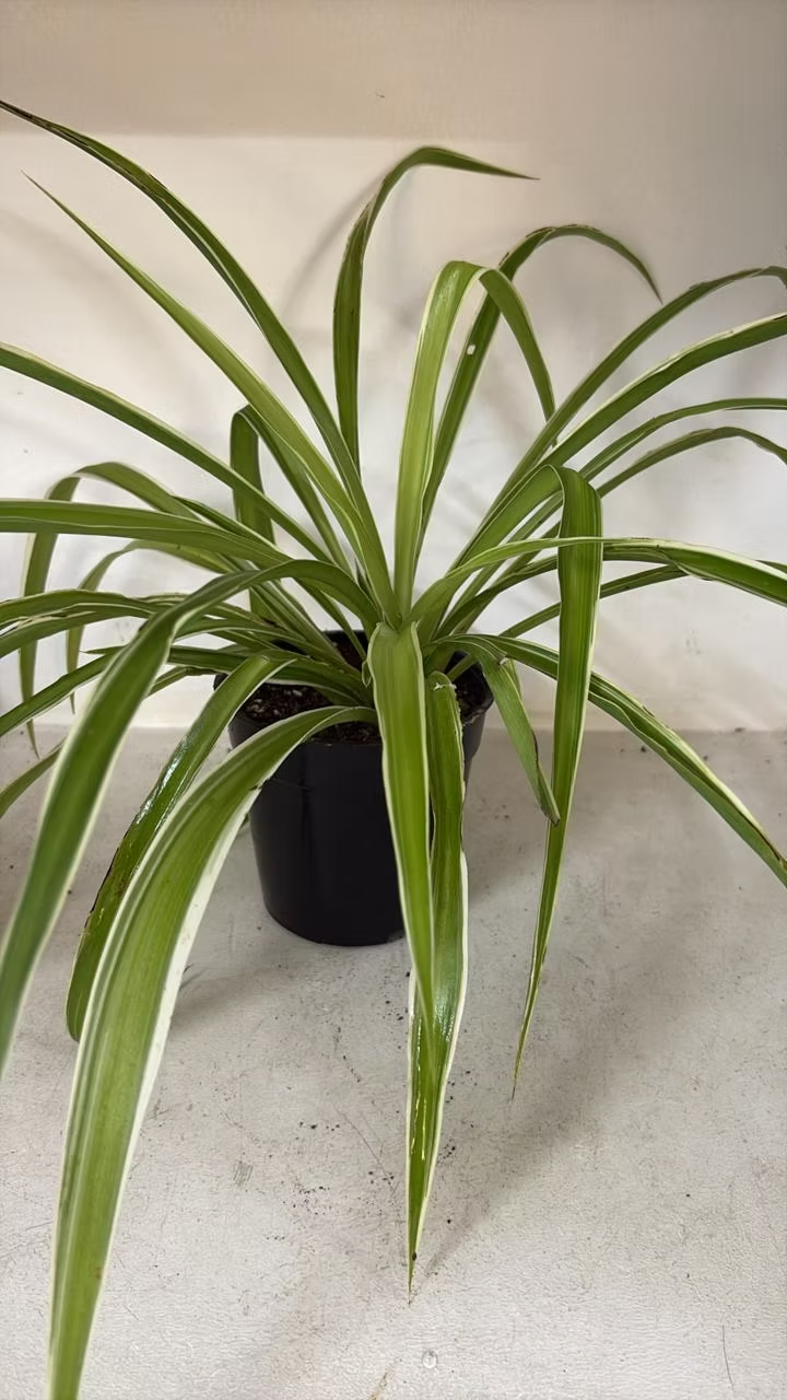 Spider Plant air purifying indoor plant for stress relief in Phooldaan planter