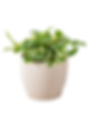 NJoy Pothos air purifying indoor plant for stress relief in hanging Phooldaan planter