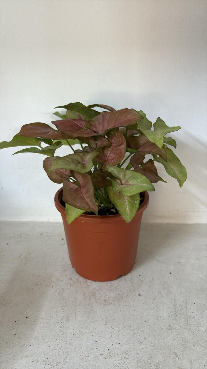 Syngonium Neon Glow – 10” Stylish