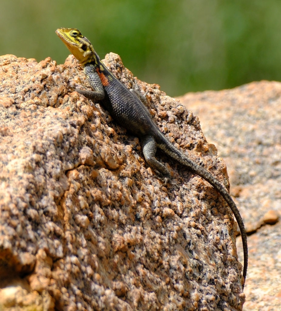  © Nick Helme, (@botaneek  ) some rights reserved (CC-BY-SA)