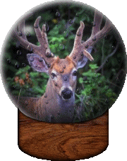 deer.gif