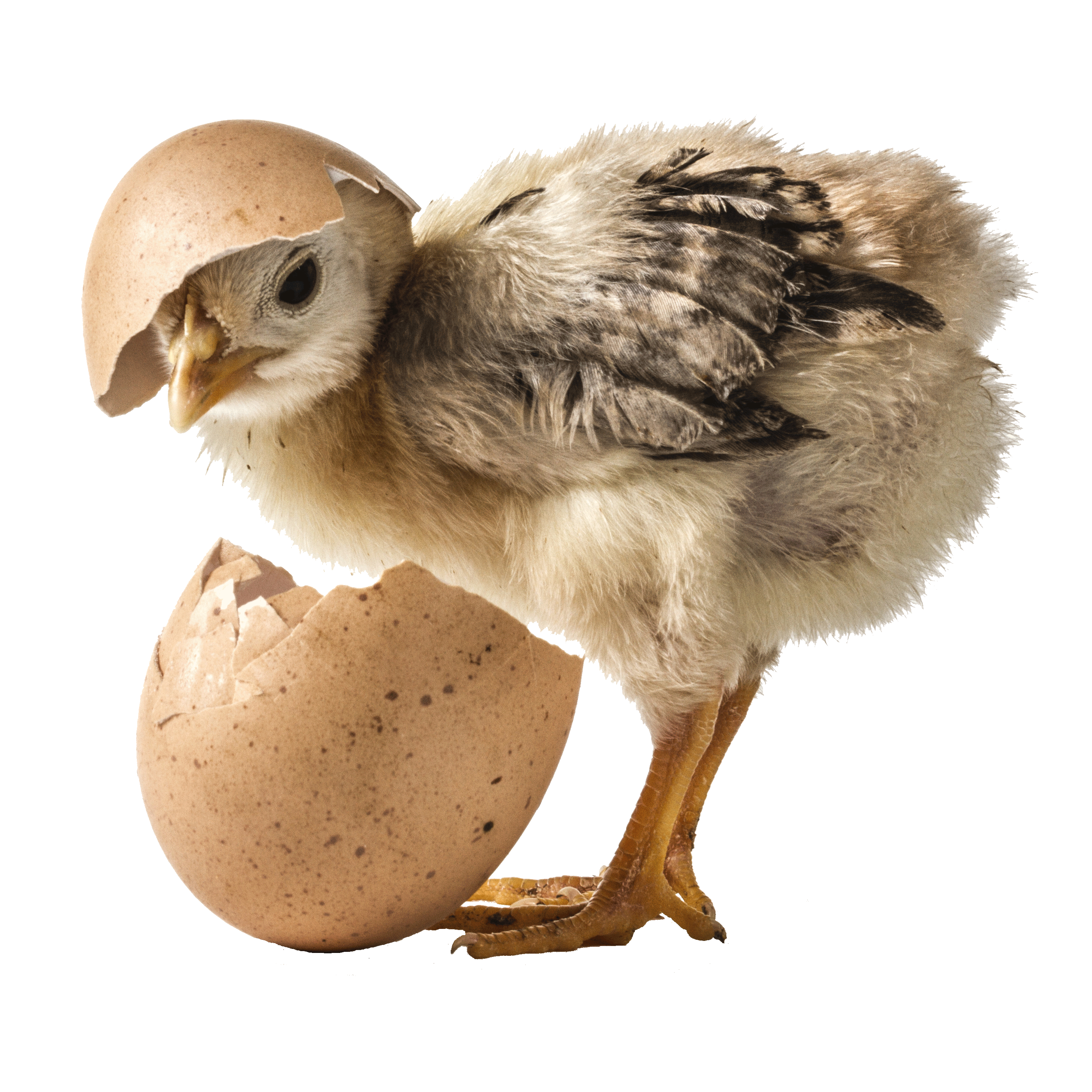 ChickenEggHatsmall.gif