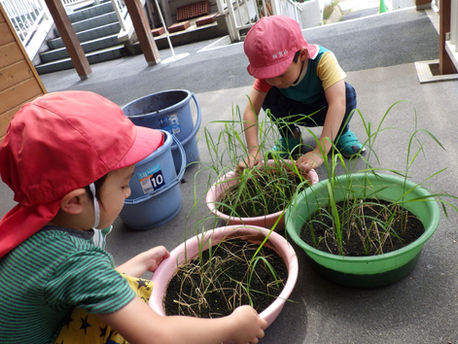 バケツ稲植え替えをしましたー梅賀山保育園 益田市保育園