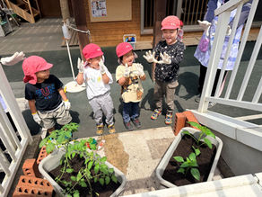 夏野菜の苗植えしました！ー梅賀山保育園　益田市保育園