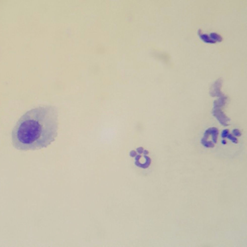 Canine Vaginal cytology