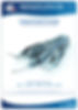 CAPSULORESSI